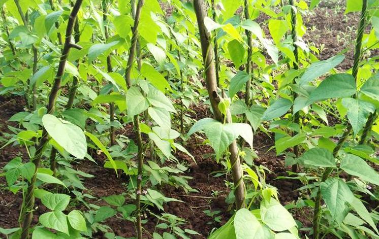 豆角只开花不结荚怎么管理,豆角叶子茂盛不爬蔓怎么回事