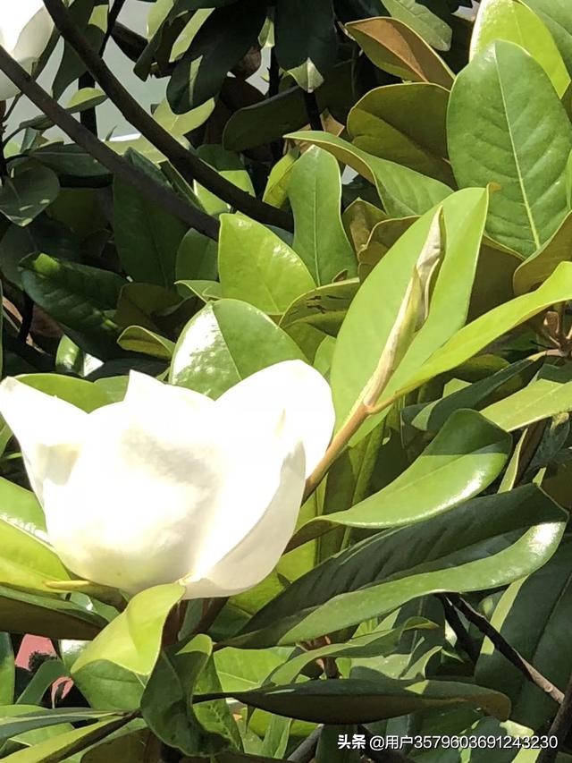 李华田：英汉亲属称谓及其文化内涵对比研究