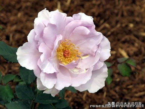 30种黄色月季,10种超美的蓝色月季