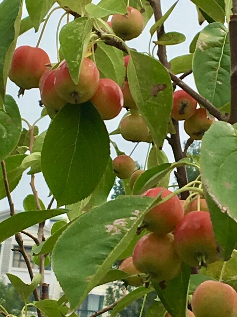 食养与食治,食养干预