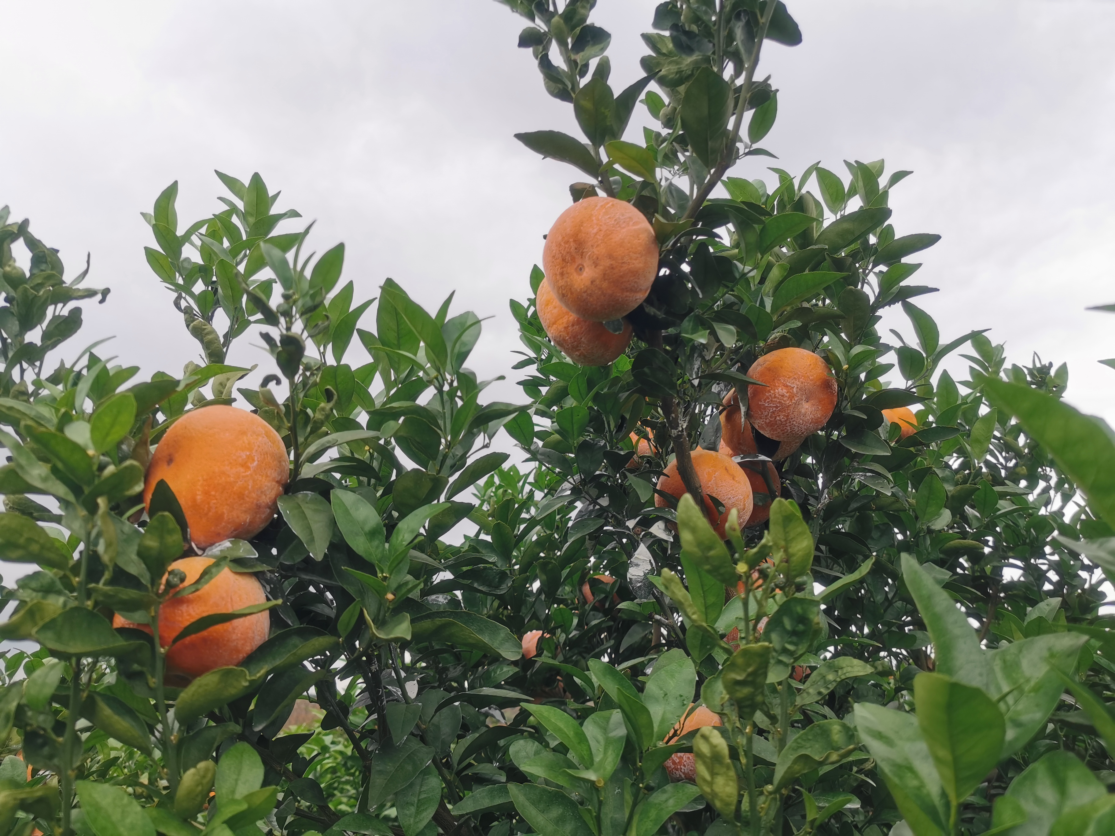 壮乡“幸福果”热销全国，美团优选将助力更多“广西好嘢”触网