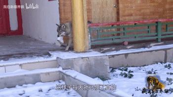 哈士奇养成狼,狼被养成了哈士奇