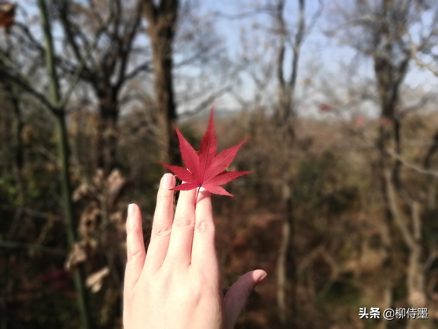 摄影新手如何拍摄照片教程,新手学习摄影入门第一步