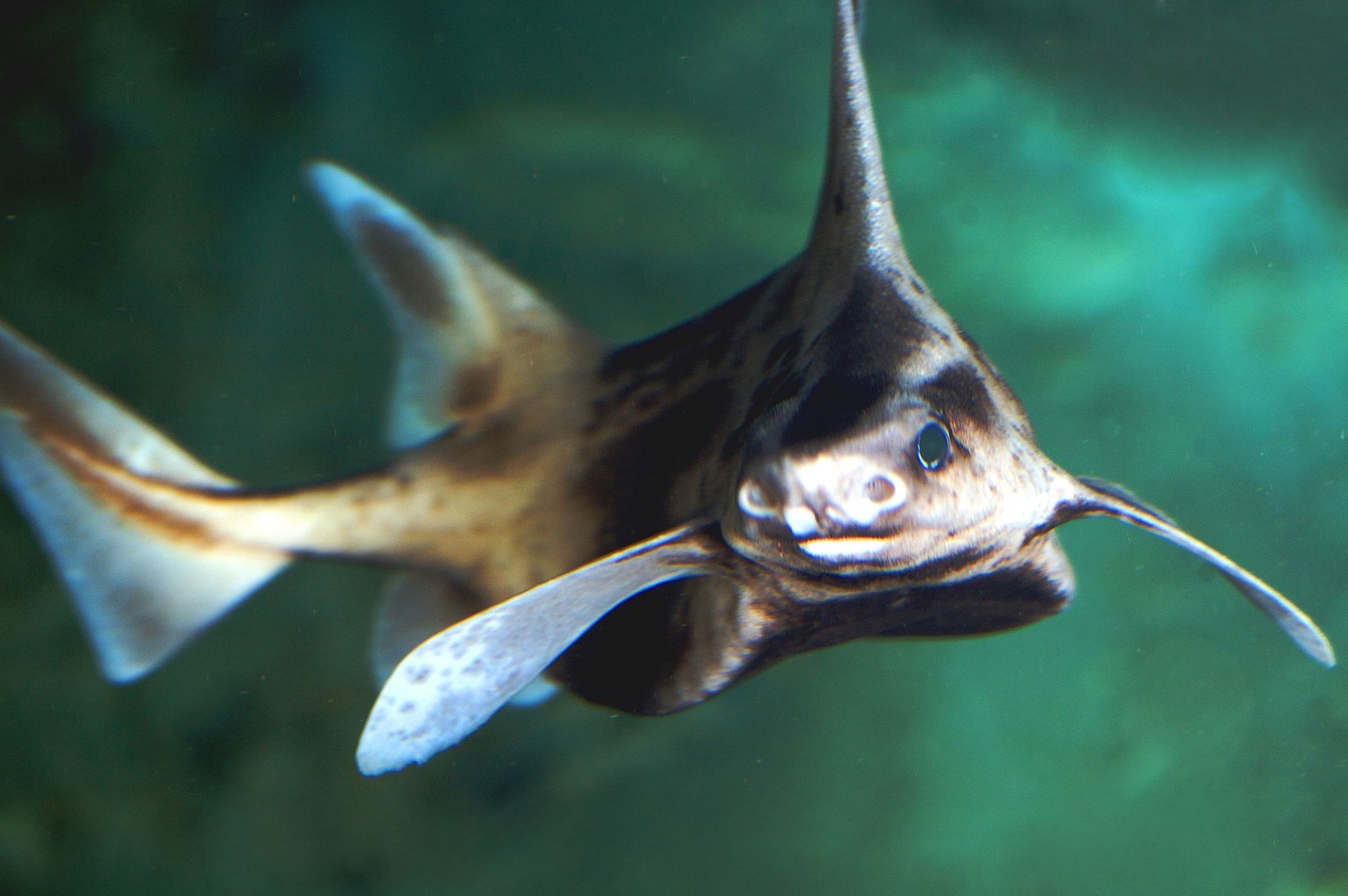 科学家发现海猪,意大利海域出现神秘生物