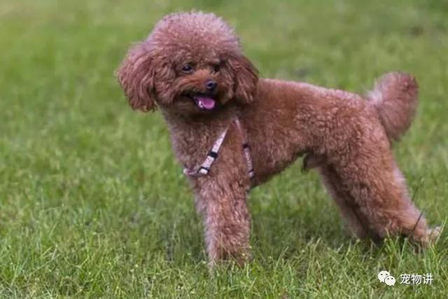 养泰迪还是养哈士奇,养泰迪是养一只还是两只