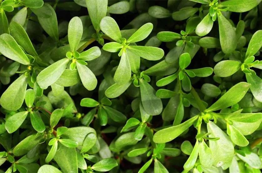 孕中期不能吃哪些菌类,孕中期不小心吃芦荟了怎么补救