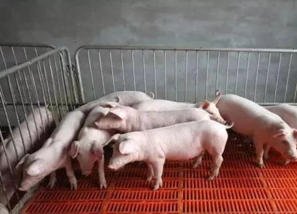 治疗猪拉稀用粘杆菌素还是新霉素,粘菌素治疗猪的拉稀用量