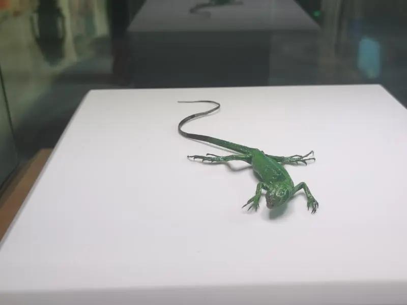 还有人从国外寄来20多只果蝠标本?海淘代购注意了,邮寄蜥蜴、盆景入境,可能会入刑!