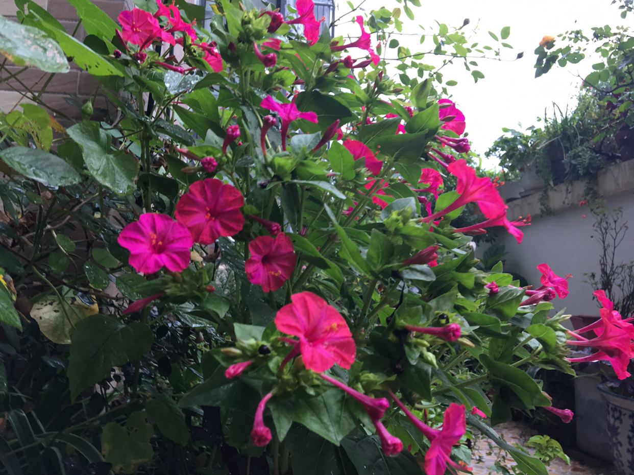 哪种花的种子最好养,什么花种子好养又长得快