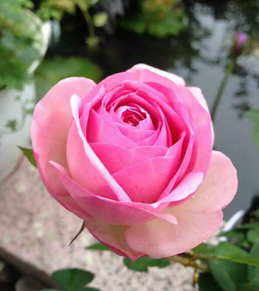 无根月季杆发芽了,为什么蔷薇嫁接的月季长势不旺