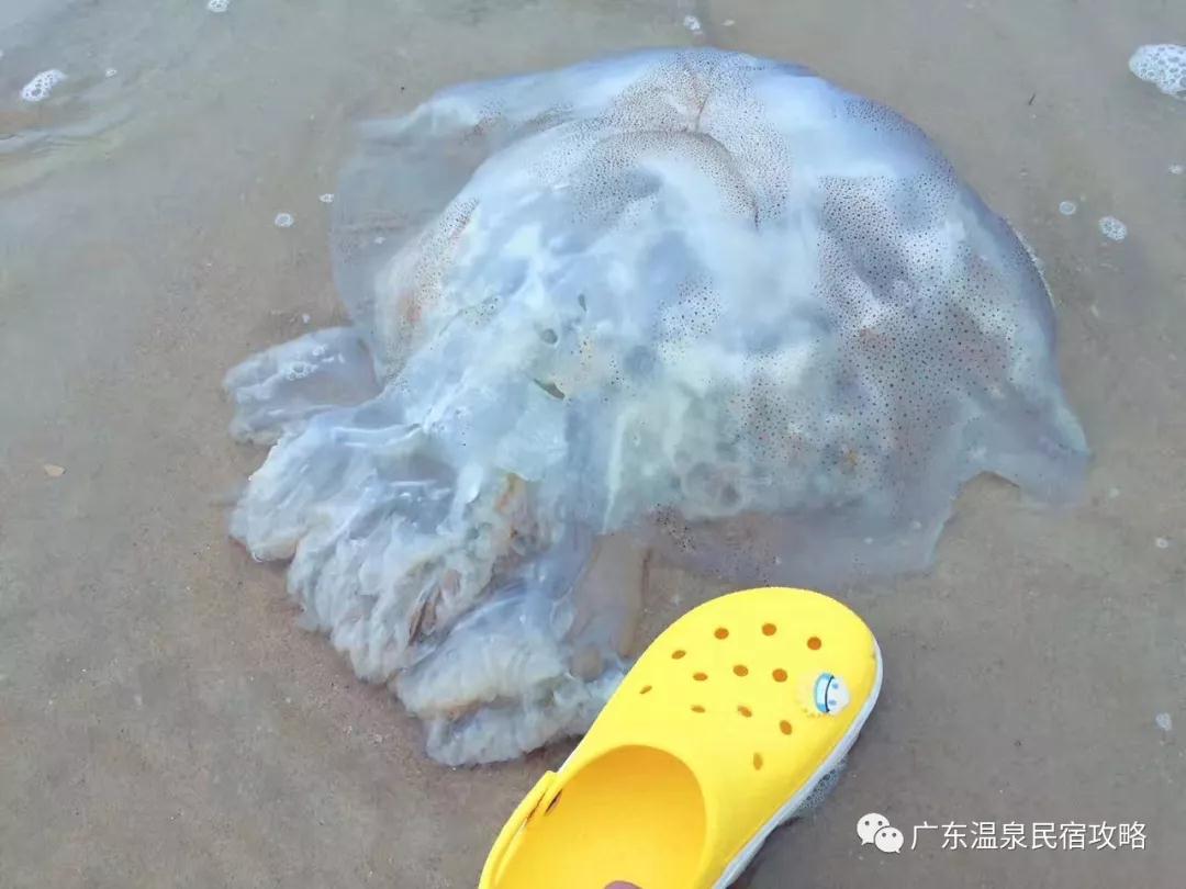 骑沙滩车逛百年骑楼广东温泉酒店民宿攻略15集海陵岛海韵戴斯