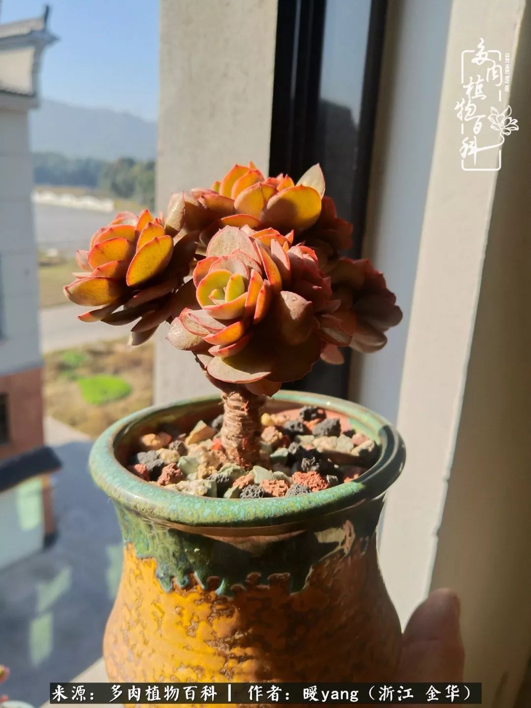 养多肉是业余的纯粹是爱好,每晚7点教您快速入门养多肉