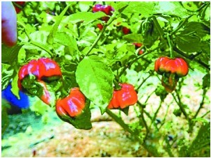 世界最辣辣椒1600万,世界最辣的辣椒排名视频