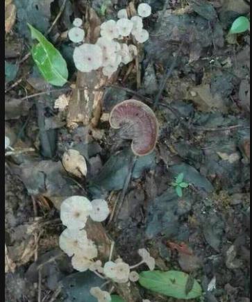 农村四季常青的野草,最值钱的野草排行榜