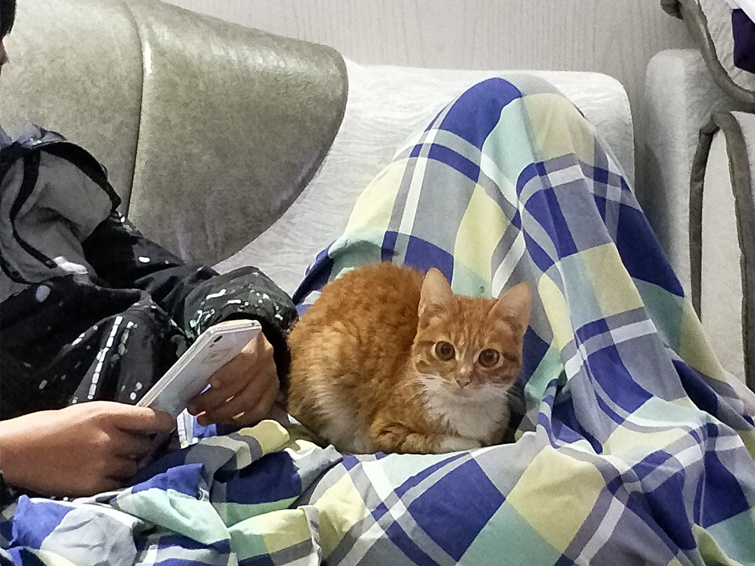 猫咪有个超有情商的铲屎官,猫咪智商测试果然豆丁智商最高