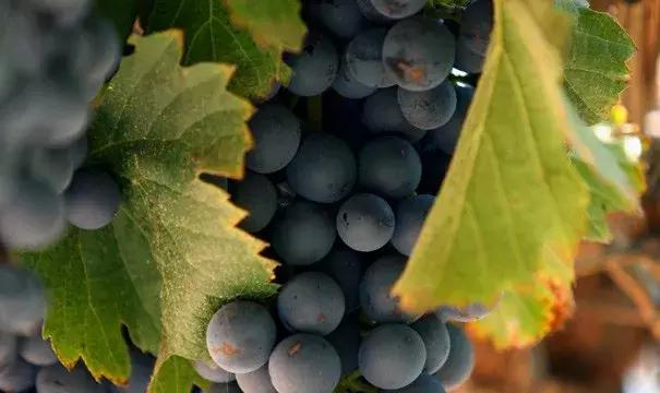 不能拒绝的维也纳咖啡文化,不能拒绝的口味