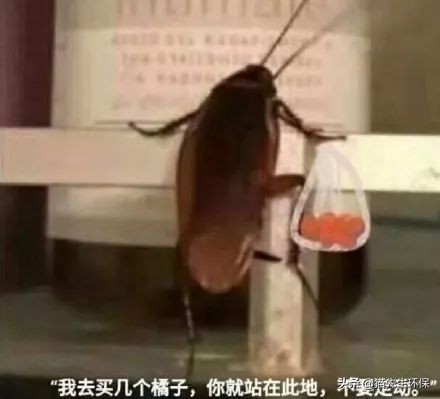 山东养殖蟑螂解决餐厨垃圾,利用蟑螂处理餐厨垃圾带来的风险