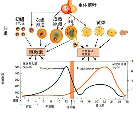 女性激素的周期性变化,卵巢激素的周期性变化