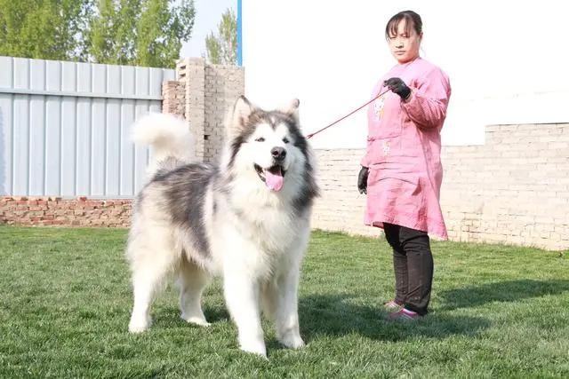 长毛阿拉斯加怎么训练,长毛阿拉斯加