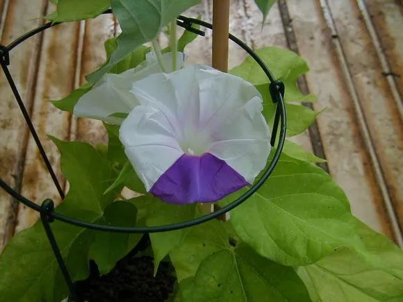 牵牛花到处都可以肆无忌惮的生长,不常见的品种,美出天际!