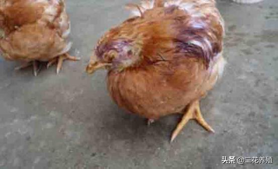 小鸡得的病医治方法,小鸡最容易生什么病怎么防治
