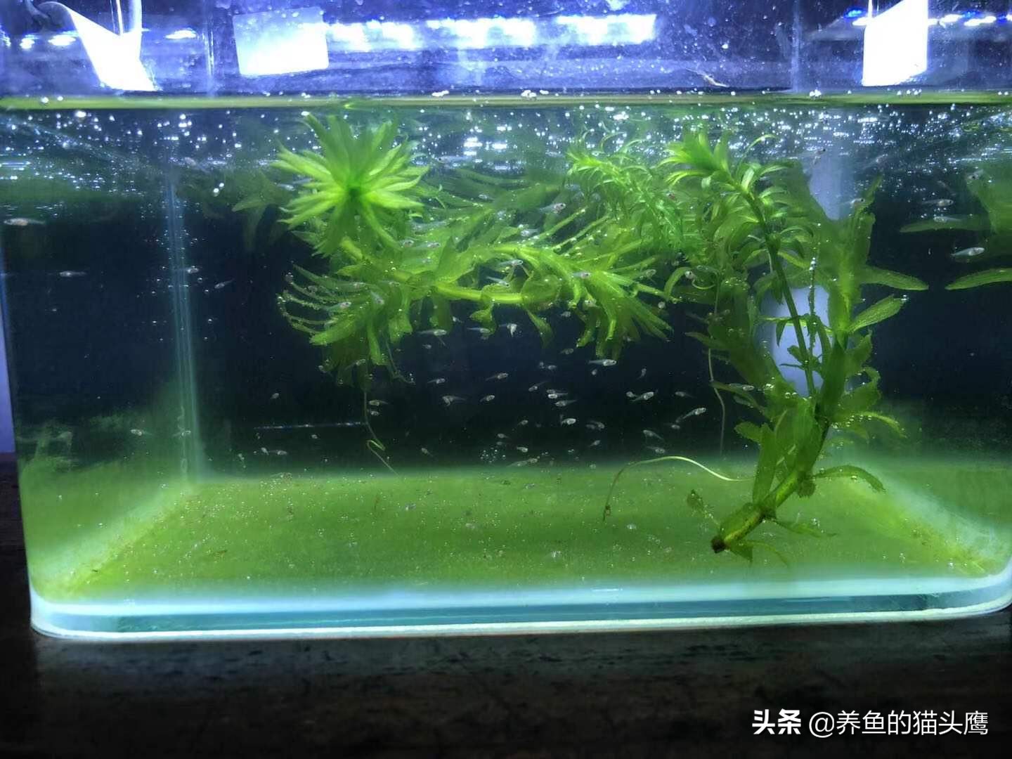 叉尾斗鱼繁殖教程,中国斗鱼繁殖第10天