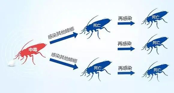 家里蟑螂多用什么方法灭蝇效果好,除蟑螂家用灭蟑神器