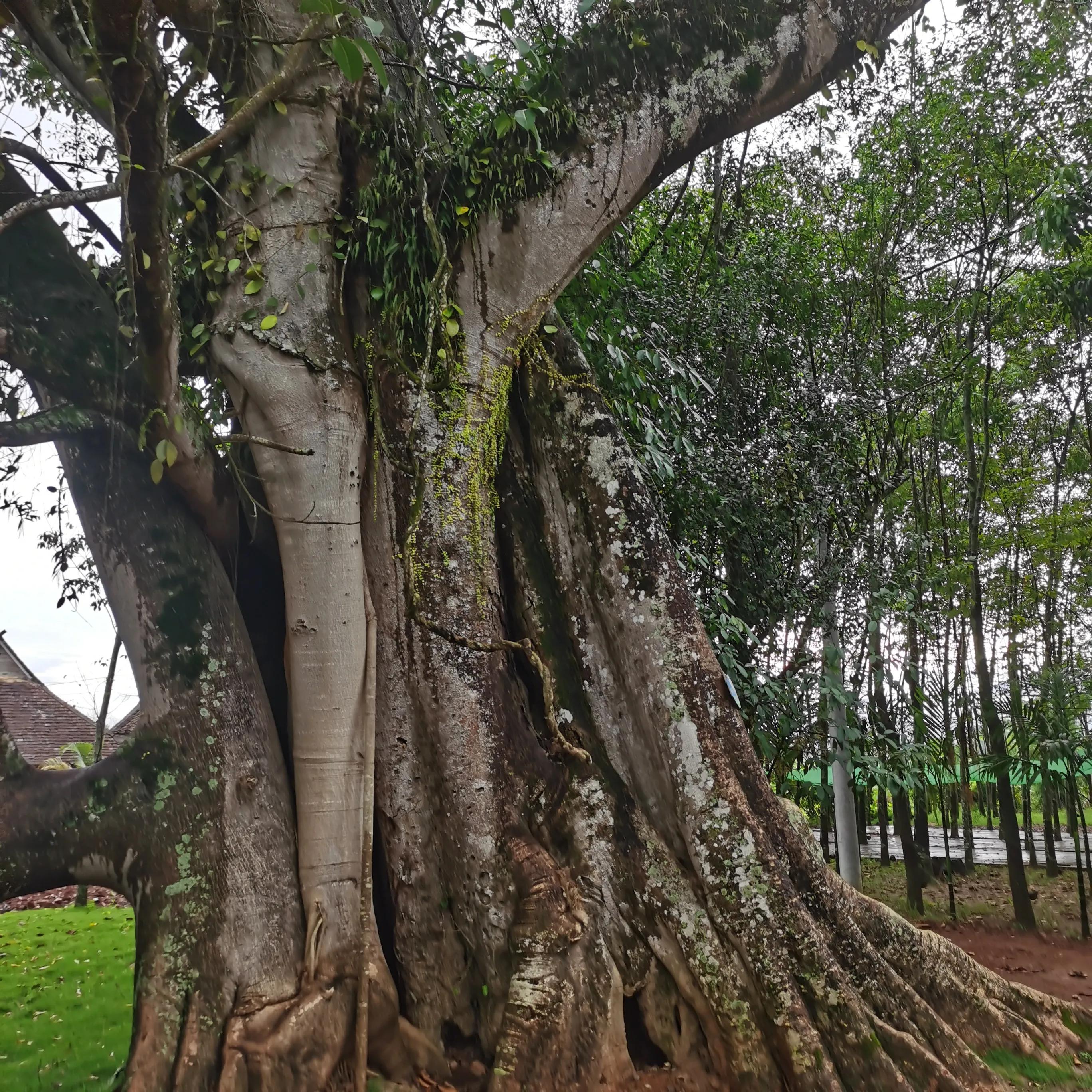 西双版纳曼远村游,西双版纳自由行一天攻略傣族园