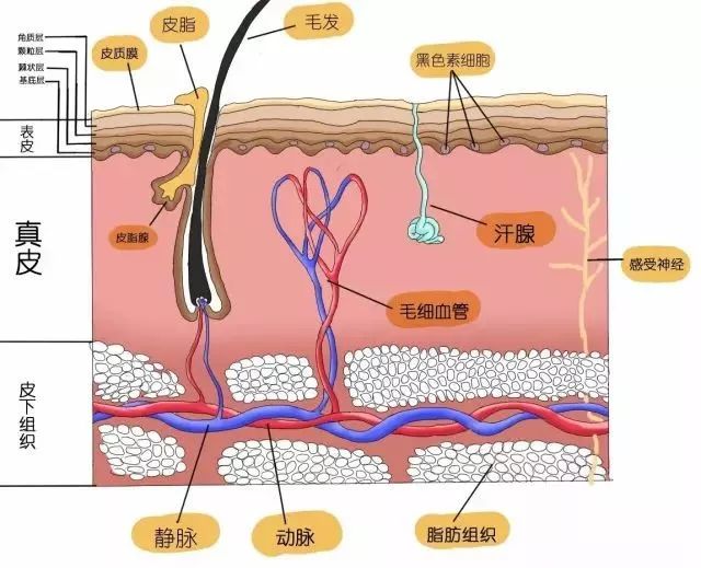 你不知道的护肤小常识赶紧get起来,护肤知识分享热门
