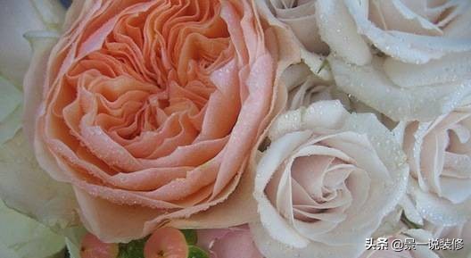 世界上最珍贵的5种花,世界十大最贵的十种花