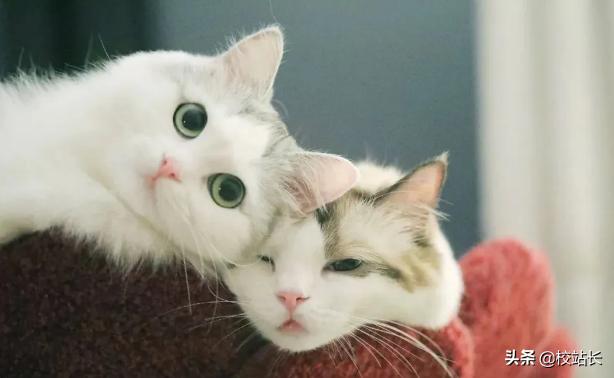 治愈系猫咪图片蓝猫,猫咪分享一组治愈系猫咪