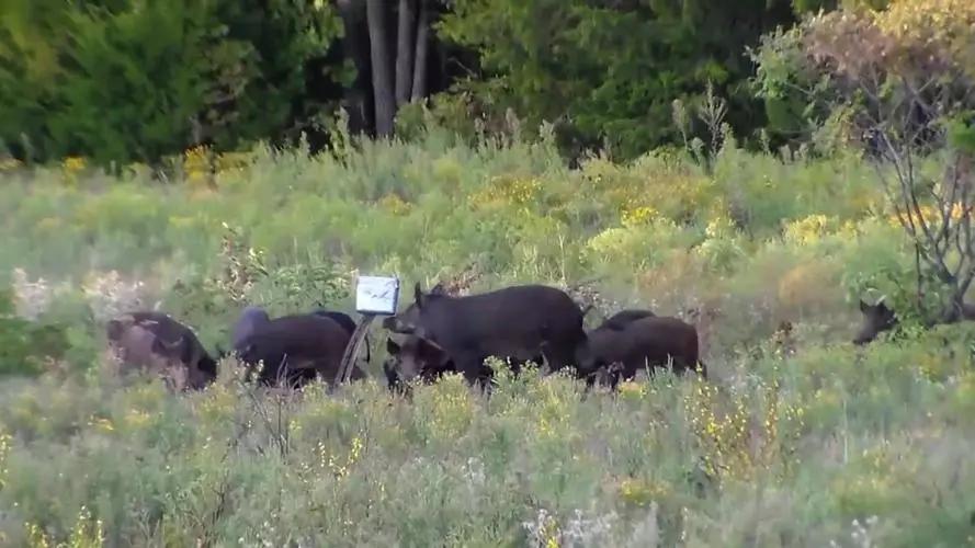 中国野猪都不够吃的为何泛滥成灾,中国野猪近年数量情况