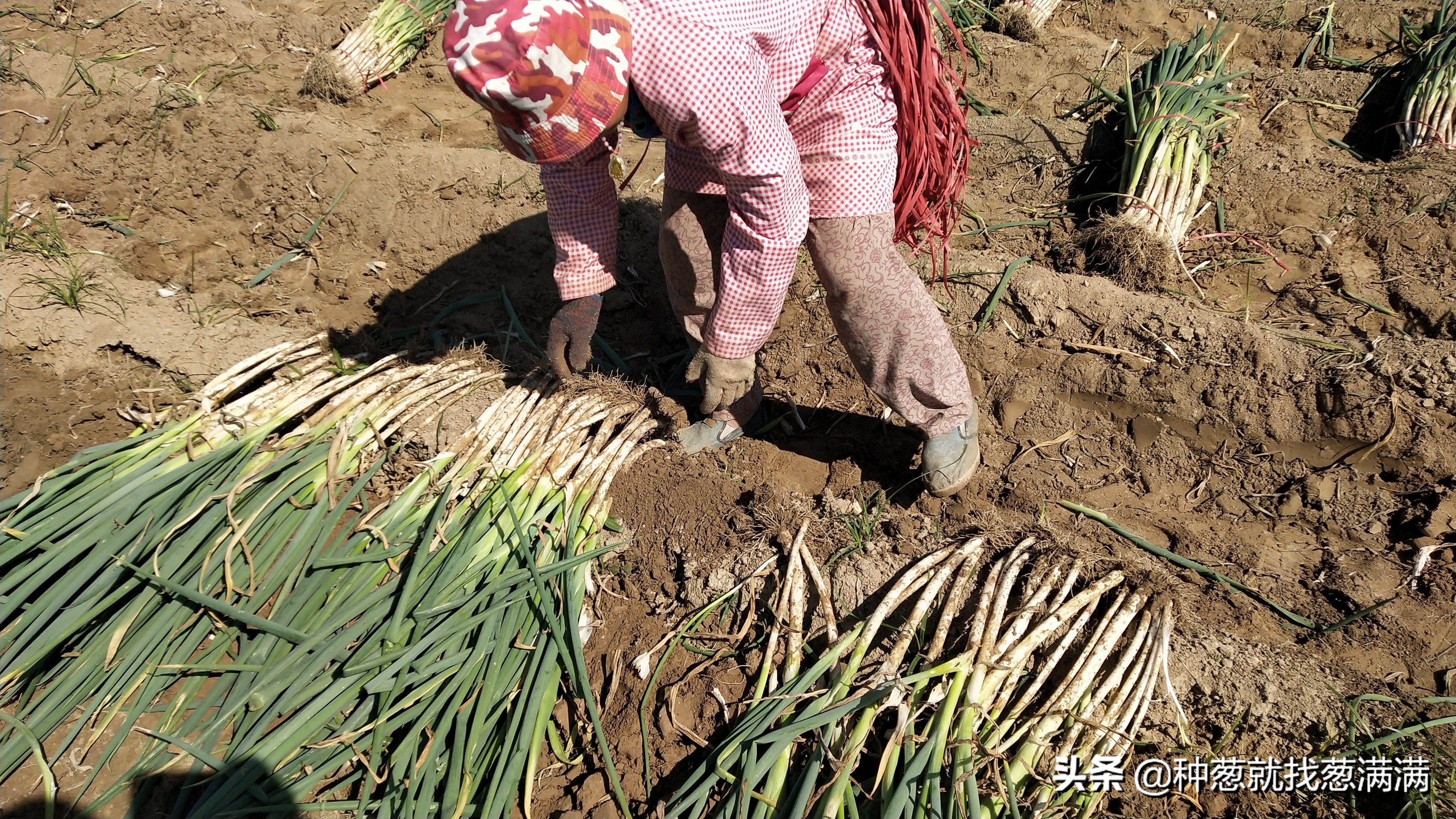大葱重茬病都有哪些,种植大葱重茬土地如何处理