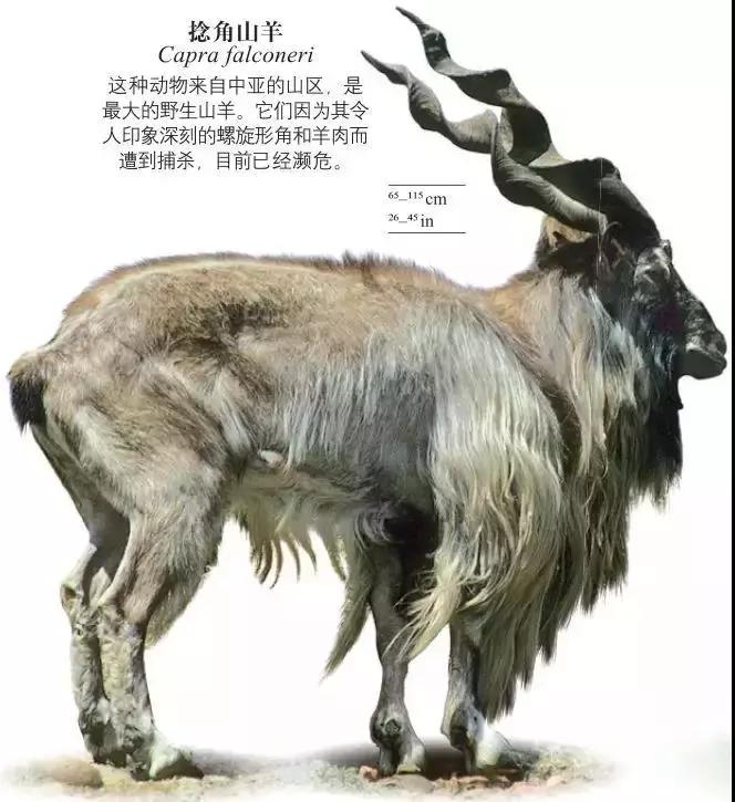 《DK博物大百科》上线啦！6.5折就可买到