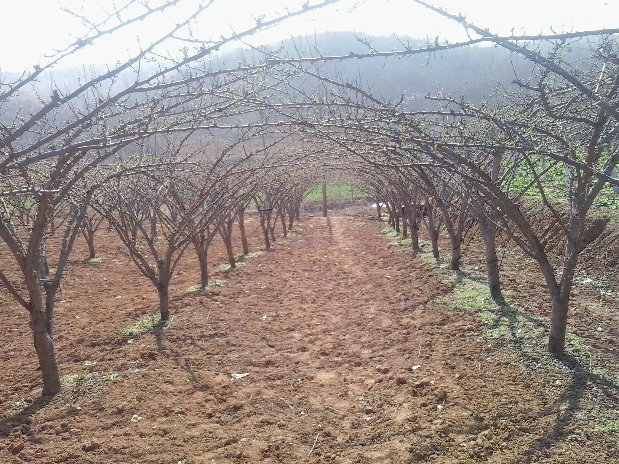 李果为什么外皮是苦的,李果底部黑点