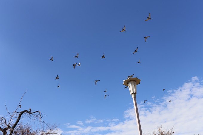 日本京都枫叶季旅游攻略,日本关西赏枫旅游攻略
