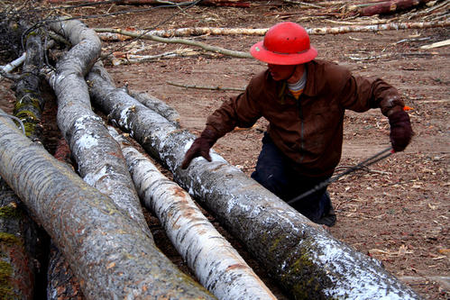 四川盐亭首富,盐亭伐木工