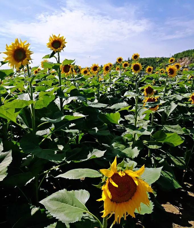 农业产业投资机会,农业未来最赚钱的产业