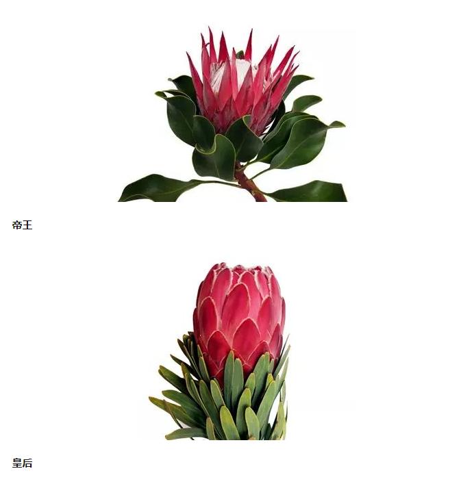 认识帝王花,帝王花和公主花是高端花吗图片