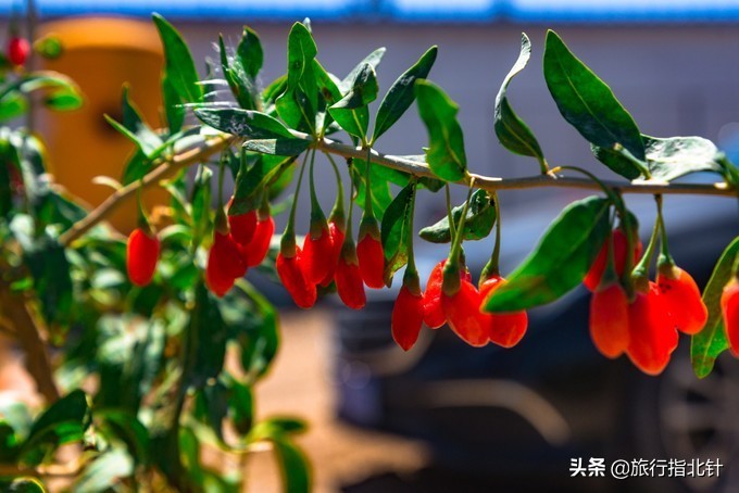 美丽青海，秋收的季节都兰红了，爆汁鲜甜的枸杞有小拇指大小