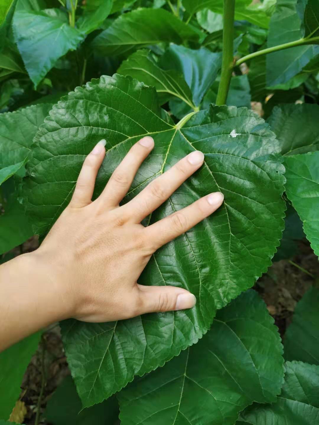 蚕结茧后怎么处理蚕,蚕粘在叶子上下不来怎么办