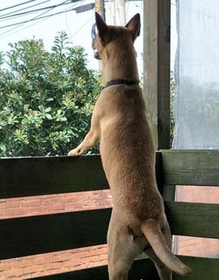 这只狗狗吃不到好吃的居然要和主人拼命，哈哈