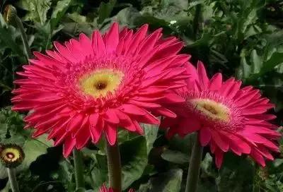 100种花的花语以及送花礼仪分享,100种花的名字和图片带花语