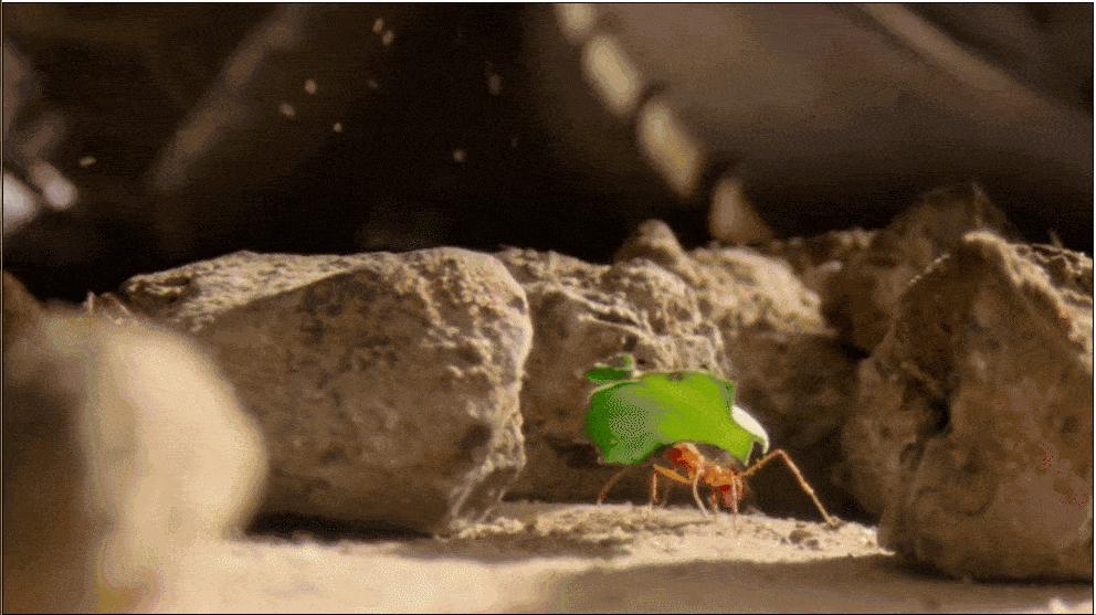 蚂蚁种植蘑菇,蚂蚁用树叶种蘑菇