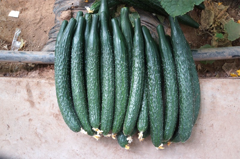 新品种黄瓜视频,黄瓜新品种大集合