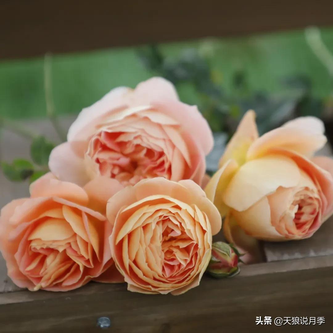 人家最美四月天，天狼自育终于打折了！15个品种供你宠信。