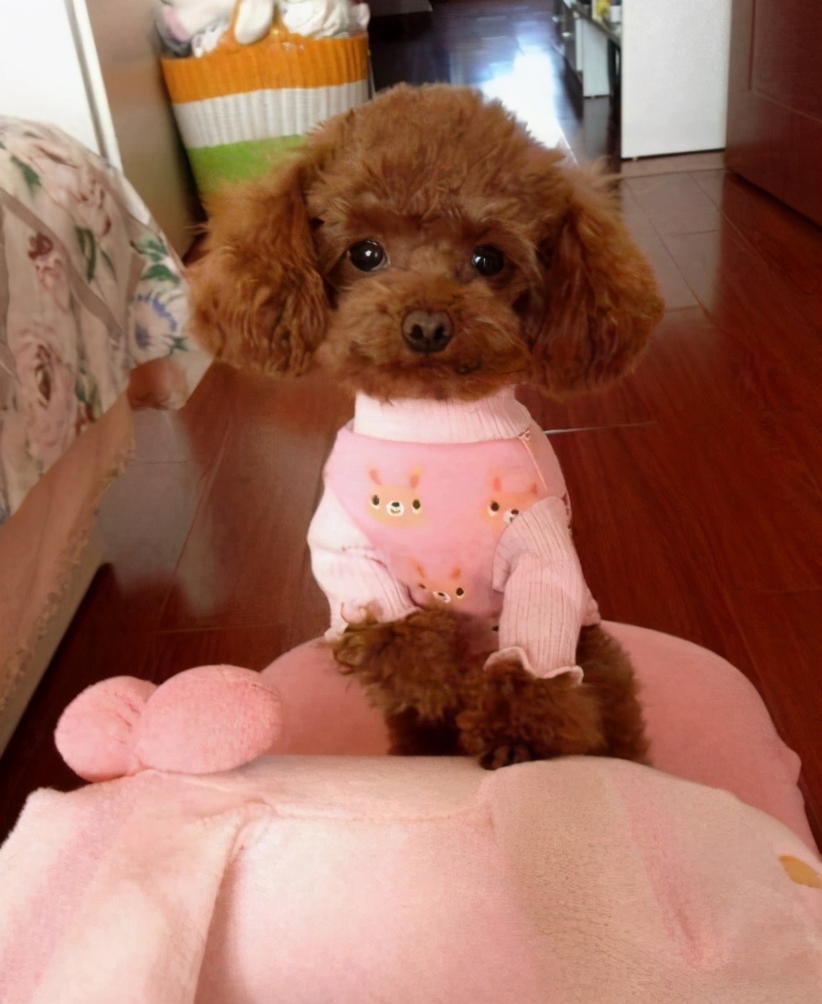 养泰迪犬的几大误区,饲养泰迪犬的6个注意事项是什么