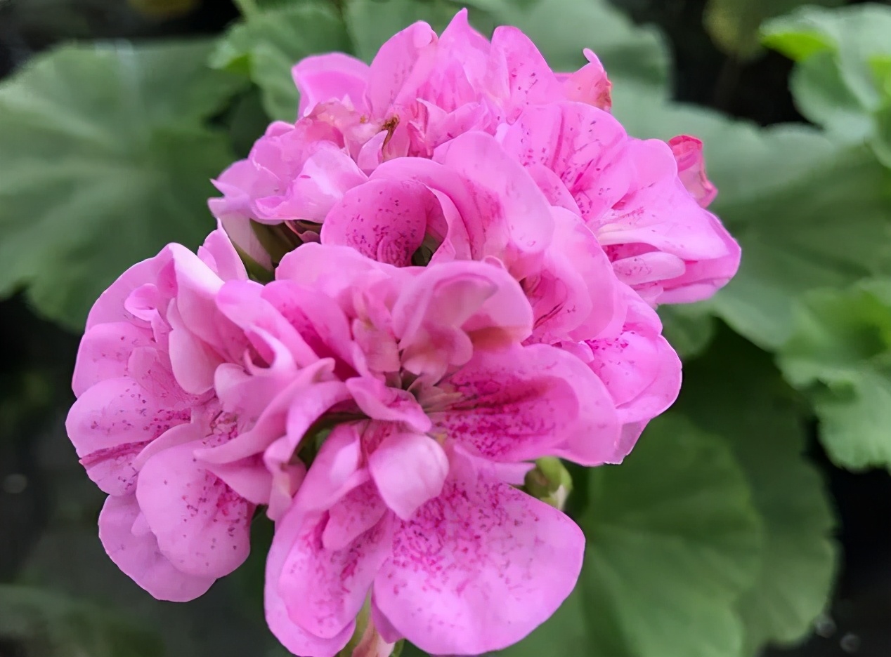 这种花别乱浇水水越多越不开花,这种花不怕冷好养易活