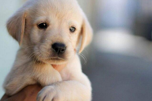 狗狗身上长红点会自己好吗,狗狗身上长红点并且抓痒怎么办