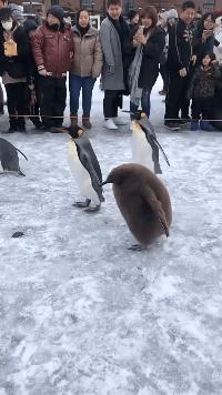 鎼炵瑧gif鎴戠煡閬撲綘鏄釜濡瑰瓙,鎼炵瑧gif娈靛瓙濡瑰瓙浣犲お鐨簡